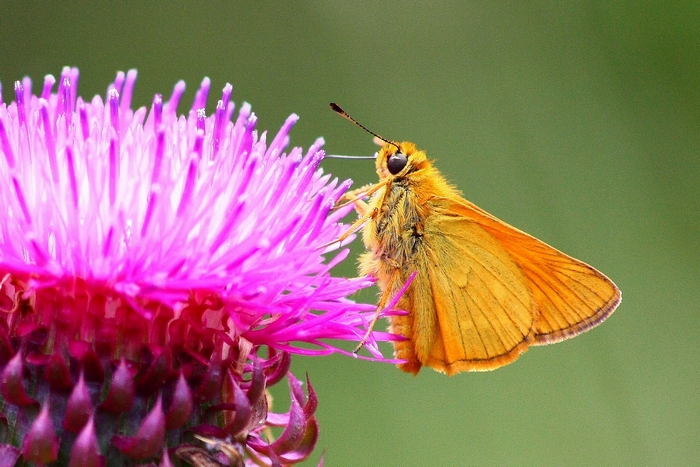 Esperidi da identificare